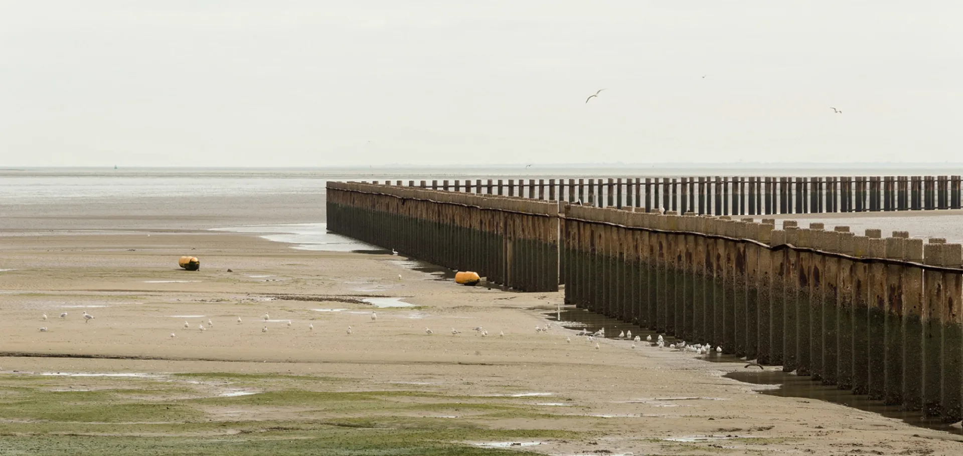 Estuary 2021 Trailer